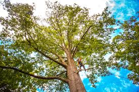 Best Commercial Tree Services  in Denver, IA