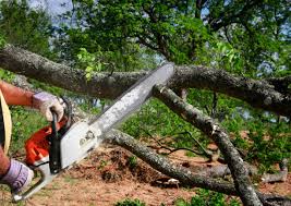 Best Commercial Tree Services  in Denver, IA