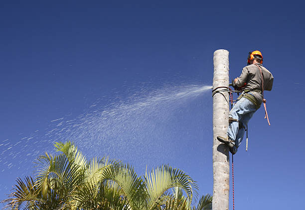 Best Hazardous Tree Removal  in Denver, IA