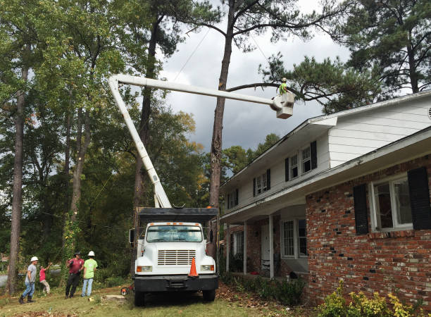 Best Tree Removal  in Denver, IA