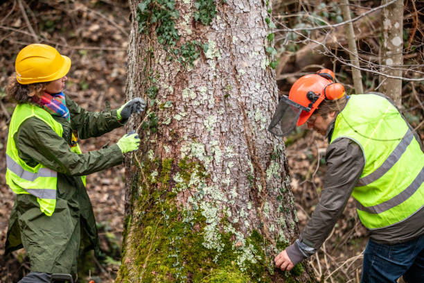 Best Tree Maintenance Programs  in Denver, IA