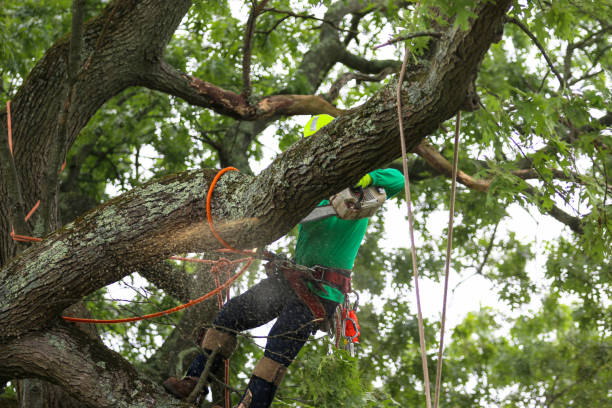 Best Tree Mulching  in Denver, IA