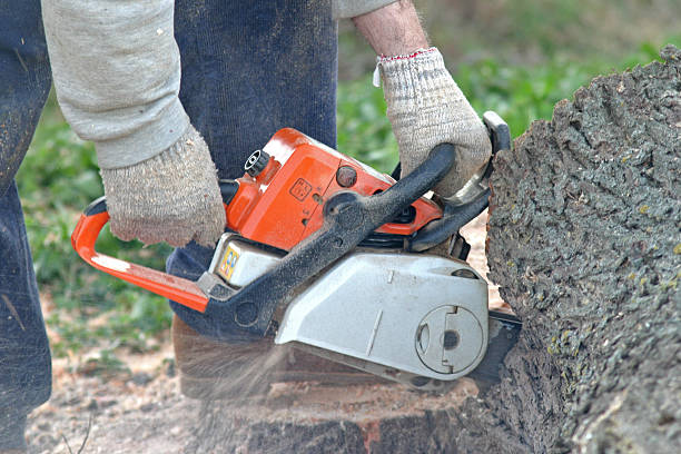 Best Tree and Shrub Care  in Denver, IA