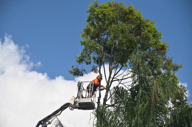 Trusted Denver, IA Tree Removal Services Experts