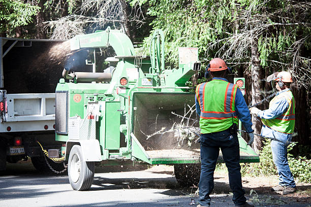 Best Seasonal Cleanup (Spring/Fall)  in Denver, IA