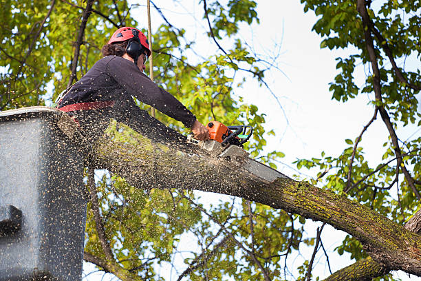 Best Leaf Removal  in Denver, IA