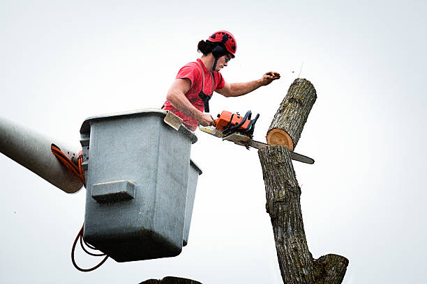 Best Hedge Trimming  in Denver, IA