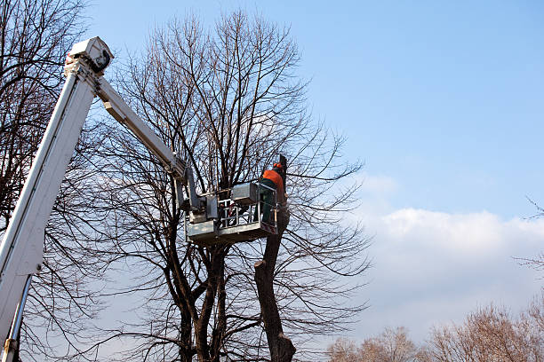 Best Arborist Consultation Services  in Denver, IA