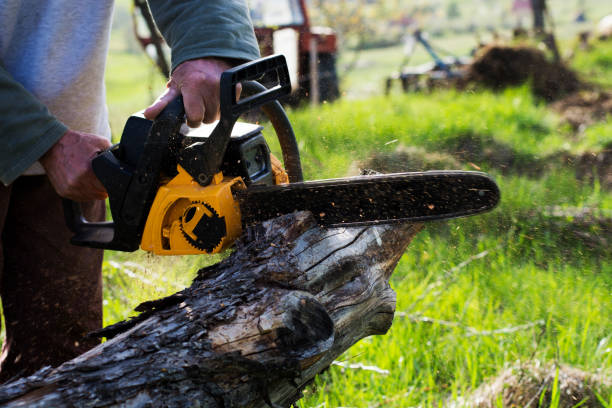 How Our Tree Care Process Works  in  Denver, IA