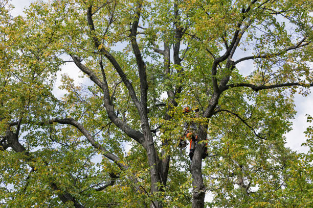 Best Tree Trimming and Pruning  in Denver, IA